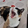 animal, calico, cat, chair, daylight, fur, gray_circle, indoor, mouth_open, pattern, pet, red_flower, relaxed, table, tablecloth, tongue, whiskers, white_paw, window, yawning