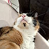 animal, calico_cat, cat, chair, cozy, cute, domestic_cat, feline, fur, home, indoor, long_whiskers, looking_up, pet, pink_nose, relaxed, resting, tabby, whiskers, white_paws