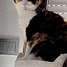 animal, blinds, calico_cat, cat, cat_tree, cozy, curious, domestic, ears, face, feline, fur, indoor, looking, moon, perched, pet, wall_decoration, whiskers, window