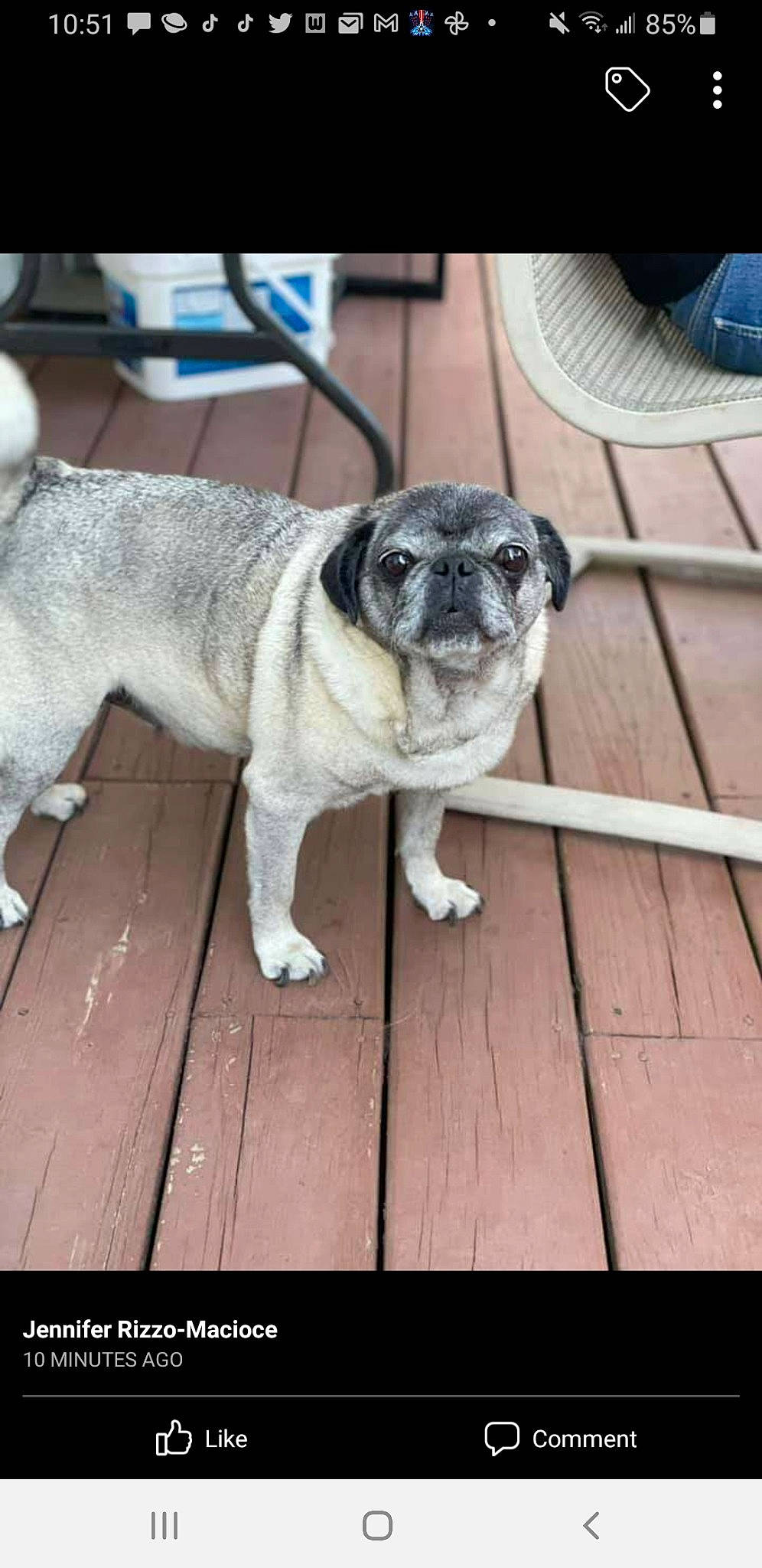 Lola is registered to the contest to win money with this photo: canidae, carnivore, companion_dog, dog, dog_breed, fawn, flooring, fur, gas, grey, mechanical_fan, pug, snout, sporting_group, tail, terrestrial_animal, toy_dog, whiskers, wood, working_animal