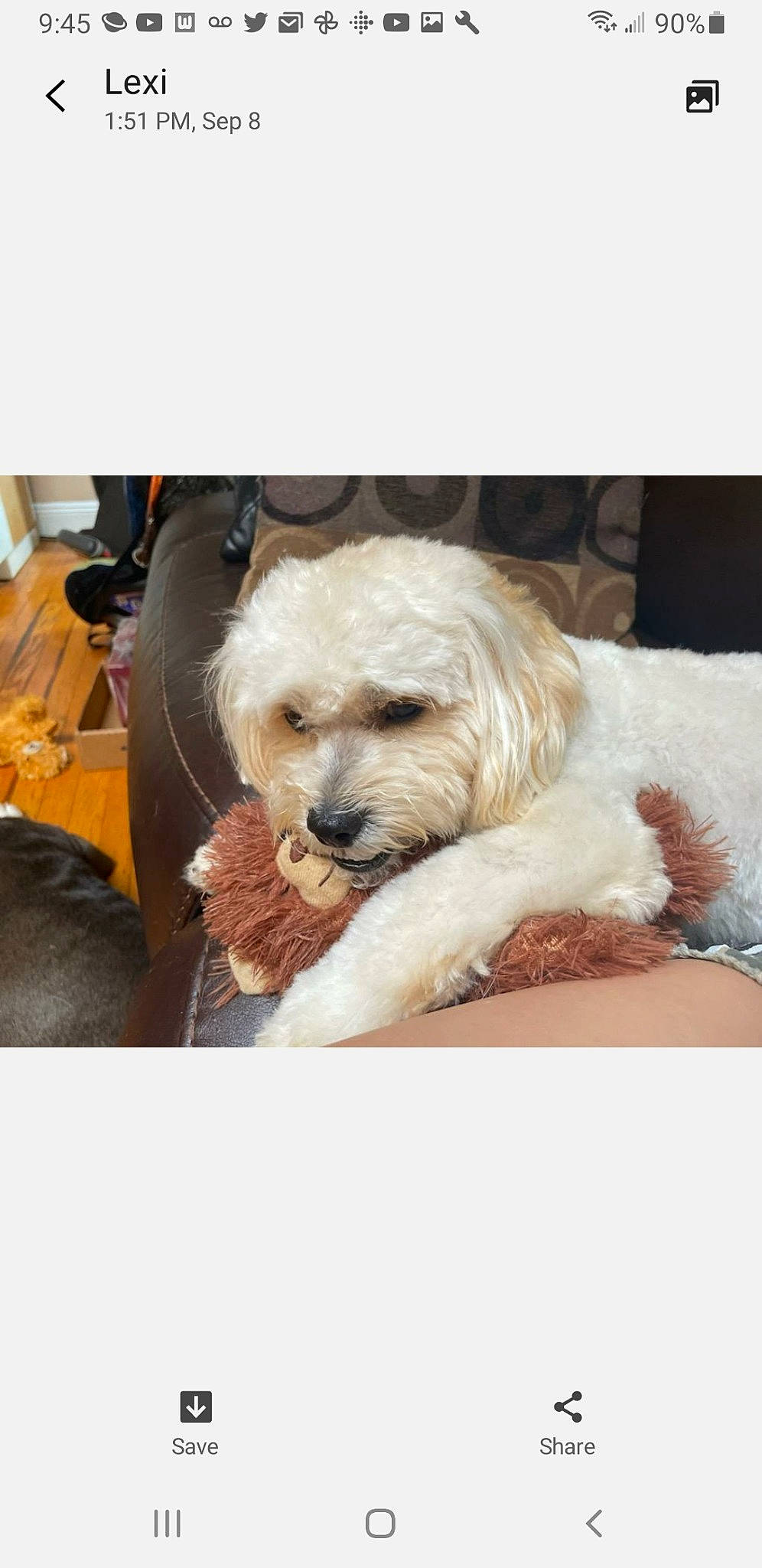 Hopper is registered to the contest to win money with this photo: bag, carnivore, chair, companion_dog, dog, dog_breed, dog_collar, dog_supply, eyewear, fashion_accessory, fur, labradoodle, luggage_and_bags, sitting, small_terrier, street_fashion, sunglasses, terrier, toy_dog, working_animal