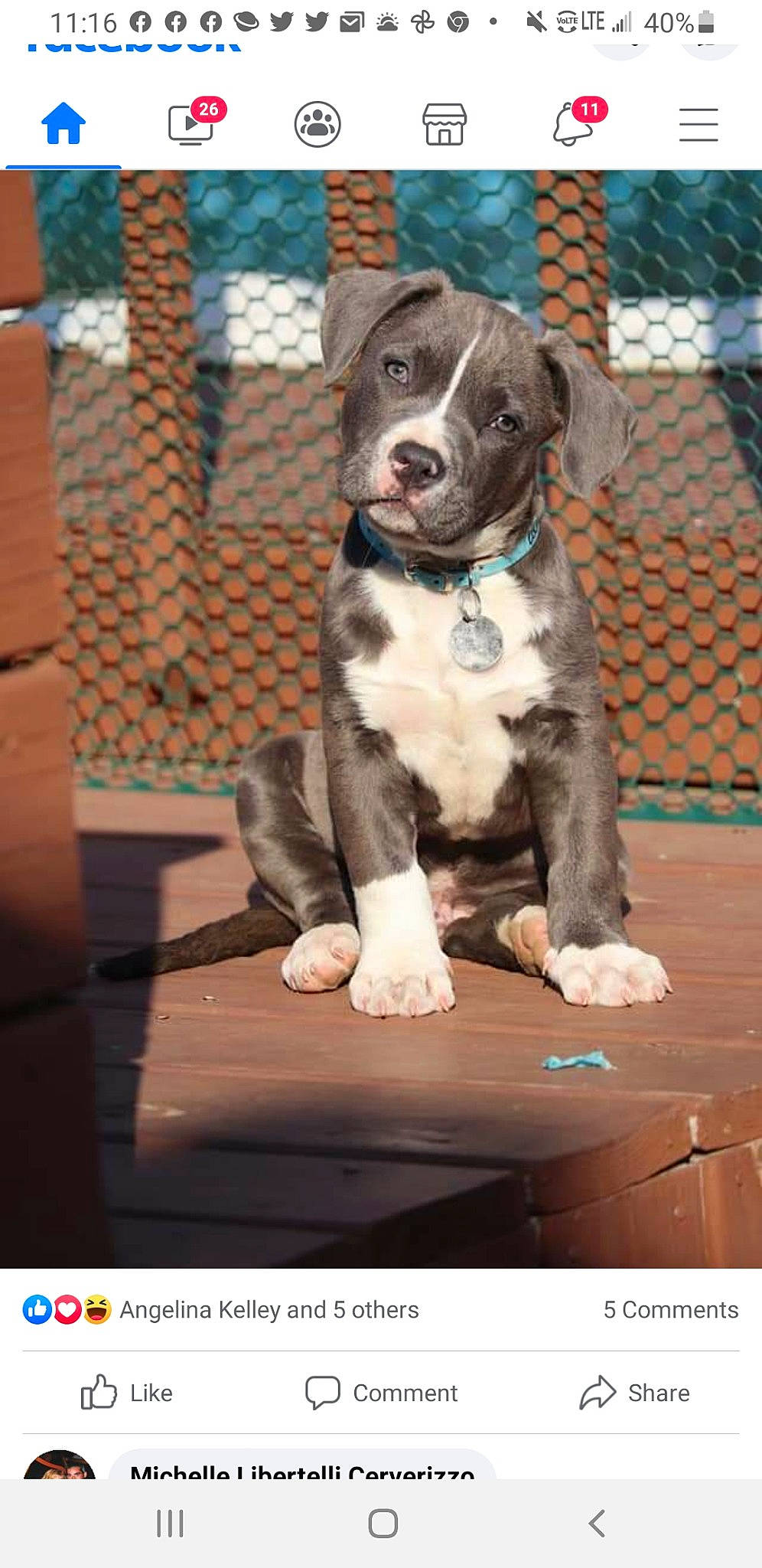 Ares joined the competition — help win amazing prizes! boston_terrier, carnivore, collar, companion_dog, dog, dog_breed, dog_collar, dog_supply, fence, leash, mesh, pattern, pet_supply, photograph, rectangle, sporting_group, tail, whiskers, working_animal, working_dog