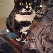 Shadow joined the competition — help win amazing prizes! cat, tuxedo_cat, green_eyes, pet, indoor, blanket, plaid, chair, wooden_chair, floor, cozy, home, furniture, paws, whiskers, fur, sitting, curious, domestic_animal, relaxed