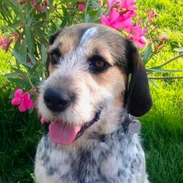 Nougat a rejoint le concours — aidez-le/la à gagner de superbes lots ! animal, canine, dog, flower, geranium, grass, herbal, herbs, hound, lawn, nature, outdoors, pet, petal, plant, pottedplant, puppy, purple, vegetation, yard