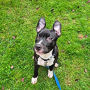 Enzo is registered to the contest to win money with this photo: animal, attention, black_and_white, collar, croc, cute, dog, ear, footwear, grass, greenery, leash, looking_up, nature, outdoor, person, pet, puppy, sock, young