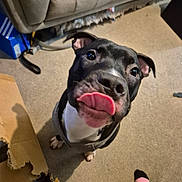 Enzo joined the competition — help win amazing prizes! animal, black_and_white, cardboard_box, carpet, close_up, couch, curious, dog, domestic, floor, furniture, house, indoor, looking_up, paw, pet, pink_sock, playful, sock, tongue