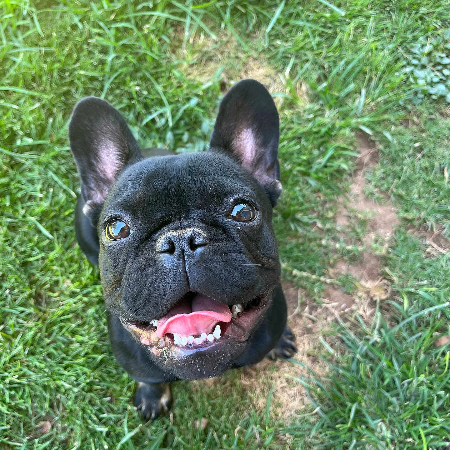 Glorilla joined the competition — help win amazing prizes! animal, black_dog, canine, close_up, cute, dog, ears, french_bulldog, friendly, grass, happy, mammal, nature, outdoor, pet, playful, smiling, summer, tongue_out, young_dog