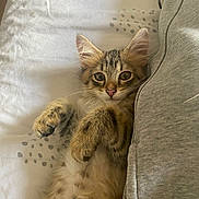 Coton a rejoint le concours — aidez-le/la à gagner de superbes lots ! abyssinian, animal, bed, bedroom, blanket, cat, chair, couch, cushion, furniture, homedecor, indoors, kitten, linen, manx, person, pet, quilt, room, sleeping