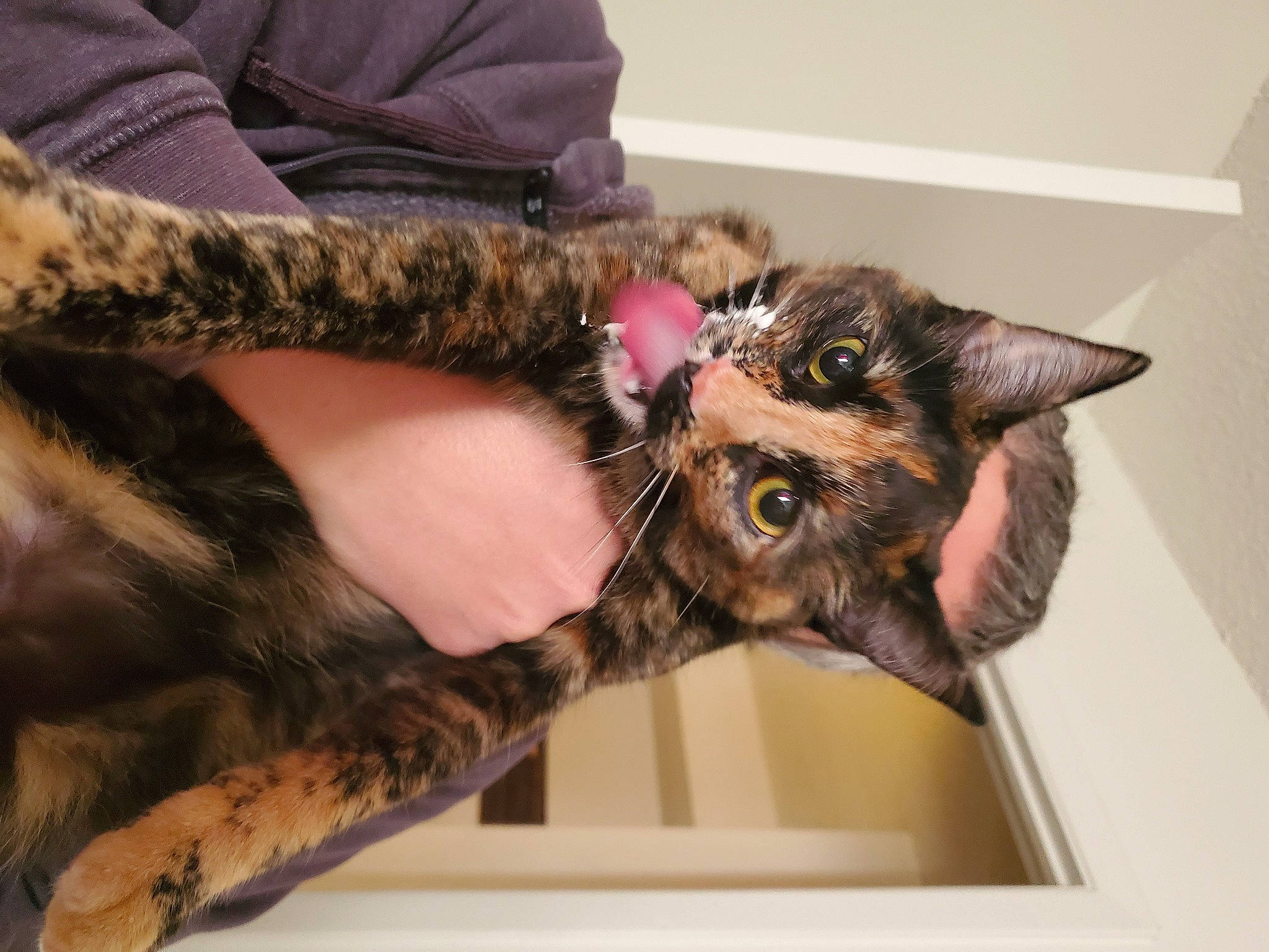 Gypsie joined the competition — help win amazing prizes! carnivore, cat, claw, comfort, domestic_short_haired_cat, ear, fawn, felidae, fur, gesture, human_leg, nail, small_to_medium_sized_cats, whiskers, wrist