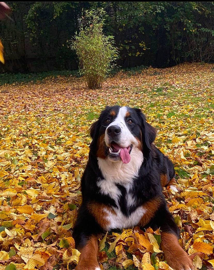 Scarlett participe au concours pour gagner de l'argent avec cette photo : autumn, bernese_mountain_dog, carnivore, companion_dog, dog, dog_breed, grass, gun_dog, herding_dog, hunting_dog, plant, sporting_group, terrestrial_animal, tints_and_shades, tree, working_animal, working_dog