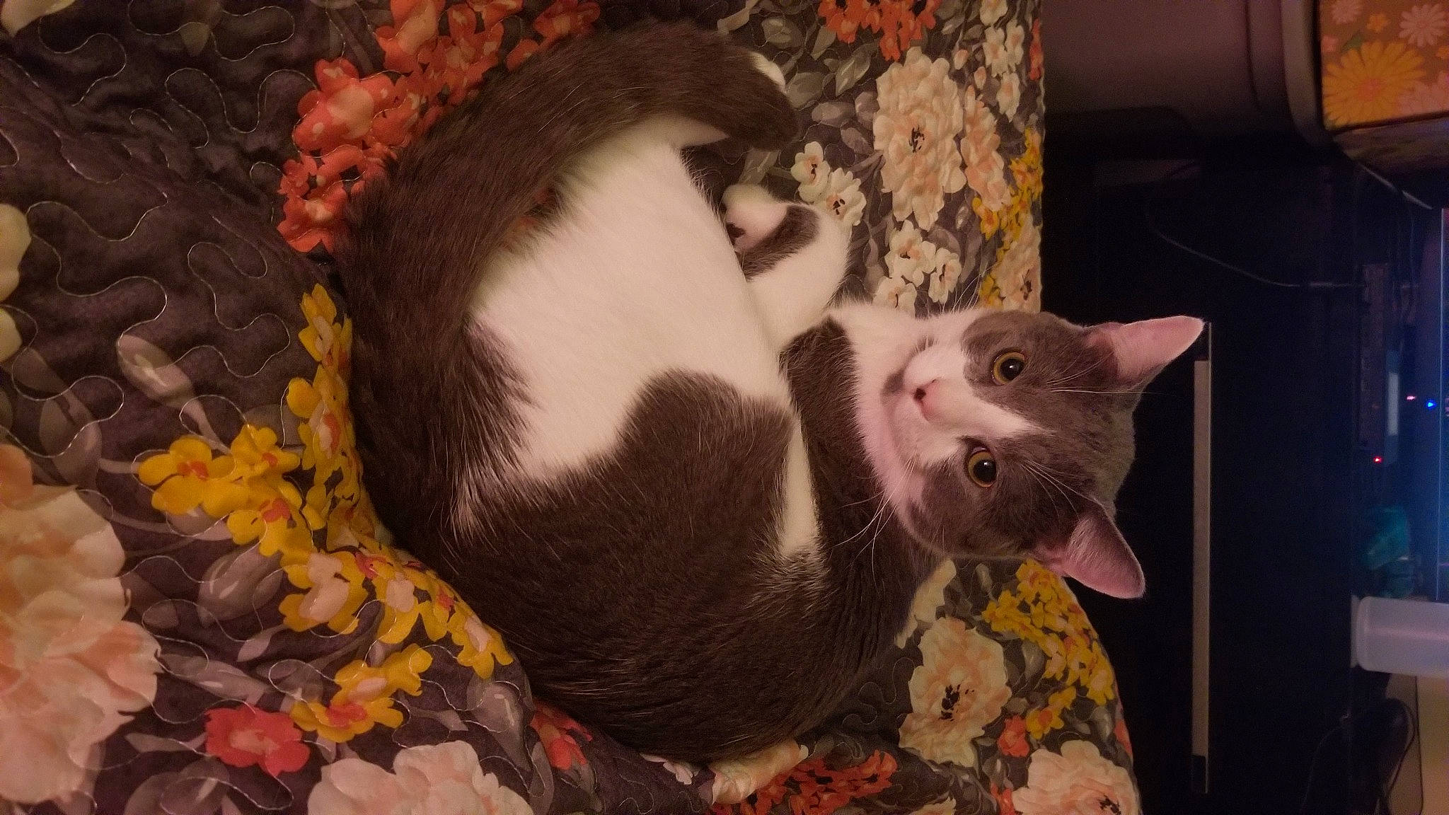 Tybalt joined the competition — help win amazing prizes! carnivore, cat, cat_bed, claw, comfort, domestic_short_haired_cat, fawn, felidae, fur, hat, nap, pattern, paw, plant, room, small_to_medium_sized_cats, tail, tree, whiskers, wood