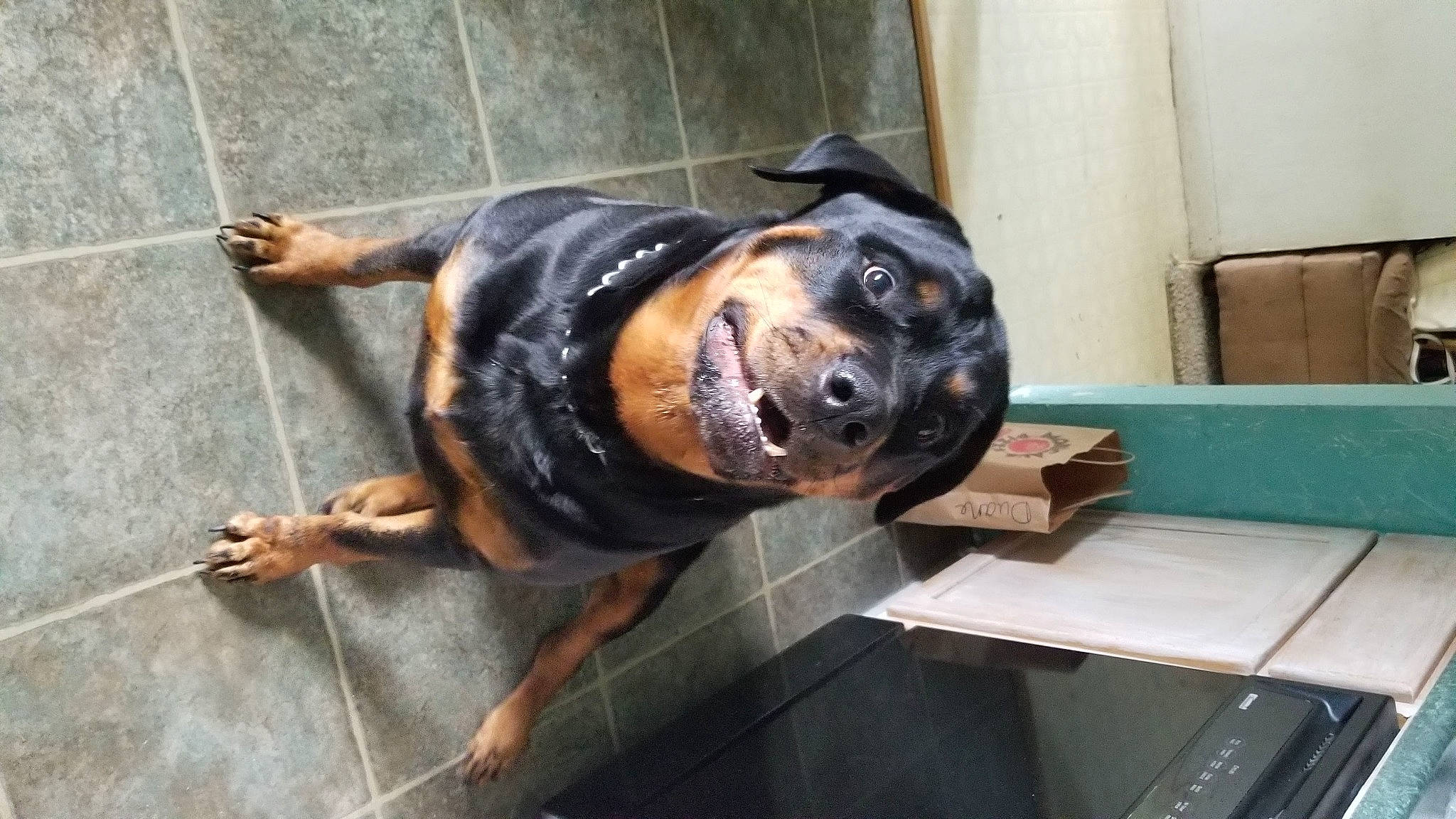 Rizzo is registered to the contest to win money with this photo: canidae, carnivore, collar, companion_dog, dog, dog_breed, fawn, fur, grey, guard_dog, hound, metal, pet_supply, road_surface, snout, sporting_group, terrestrial_animal, whiskers, working_animal, working_dog