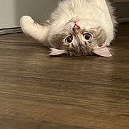 Kratos is registered to the contest to win money with this photo: cat, kitten, hardwood_floor, floor, indoor, pet, cute, fluffy, fur, big_eyes, playful, lying_down, upside_down, whiskers, paw, ear, portrait, domestic_cat, home, close_up