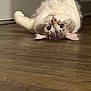 cat, kitten, hardwood_floor, floor, indoor, pet, cute, fluffy, fur, big_eyes, playful, lying_down, upside_down, whiskers, paw, ear, portrait, domestic_cat, home, close_up