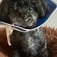 Tessie is registered to the contest to win money with this photo: dog, black_dog, cone_collar, pet, indoor, fluffy_rug, curious, small_dog, sitting, close_up, animal, cute, fur, face, eyes, mouth, collar, domestic_animal, companion, portrait