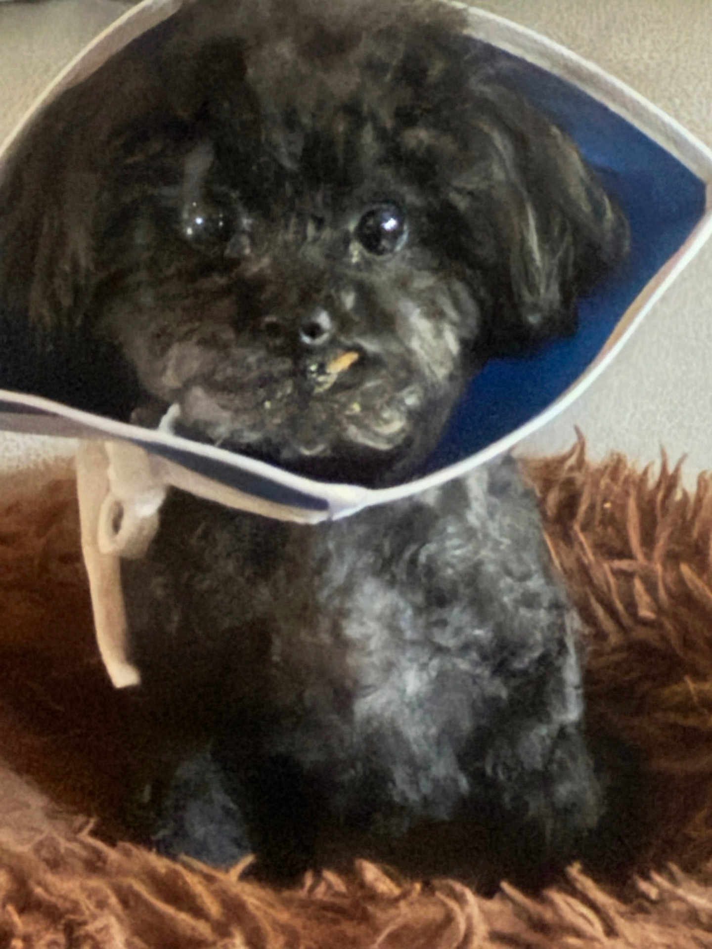 Tessie is registered to the contest to win money with this photo: dog, black_dog, cone_collar, pet, indoor, fluffy_rug, curious, small_dog, sitting, close_up, animal, cute, fur, face, eyes, mouth, collar, domestic_animal, companion, portrait