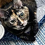 animal, cat, close_up, curious, cute, domestic_cat, feline, fur, green_eyes, indoor, laying, looking_up, patterned_rug, pet, portrait, resting, soft_light, textile, tortoiseshell, whiskers