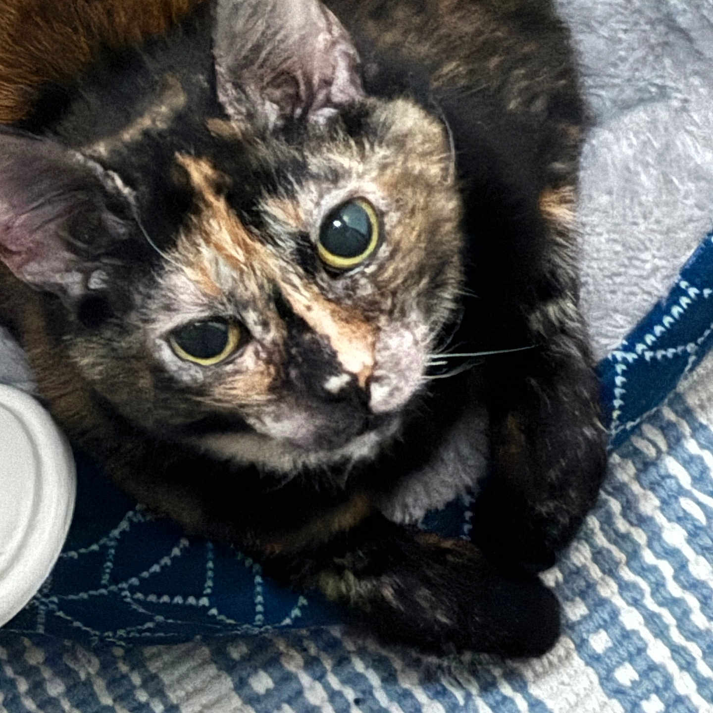 Mia joined the competition — help win amazing prizes! animal, cat, close_up, curious, cute, domestic_cat, feline, fur, green_eyes, indoor, laying, looking_up, patterned_rug, pet, portrait, resting, soft_light, textile, tortoiseshell, whiskers