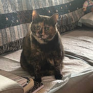 Mia is registered to the contest to win money with this photo: cat, tortoiseshell_cat, couch, blanket, book, doll, indoor, pet, furniture, cozy, animal, sitting, home, soft_lighting, relaxed, companion, domestic, fur, cute, curious