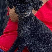 Tess joined the competition — help win amazing prizes! dog, black_dog, curly_fur, pet, lap, person, red_shirt, sitting, looking_at_camera, indoor, cute, small_dog, animal, companion, face, fur, friendly, portrait, domestic_animal, cozy