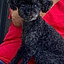 animal, black_dog, companion, cozy, curly_fur, cute, dog, domestic_animal, face, friendly, fur, indoor, lap, looking_at_camera, person, pet, portrait, red_shirt, sitting, small_dog