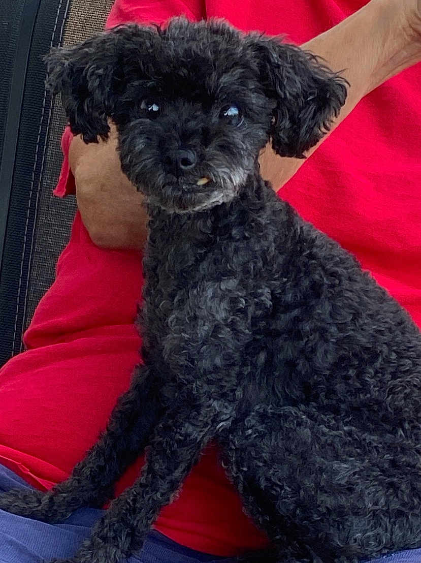 Tess joined the competition — help win amazing prizes! dog, black_dog, curly_fur, pet, lap, person, red_shirt, sitting, looking_at_camera, indoor, cute, small_dog, animal, companion, face, fur, friendly, portrait, domestic_animal, cozy