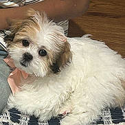 Dutches joined the competition — help win amazing prizes! puppy, dog, fluffy, bow, pet, cute, indoor, blanket, striped_shirt, person, wooden_floor, close_up, pet_accessory, resting, animal, fur, companion, adorable, cozy, young