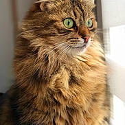 Gribouille participe au concours pour gagner de l'argent avec cette photo : cat, cat_like_mammal, domestic_long_haired_cat, domestic_short_haired_cat, dragon_li, eye, fauna, fur, kitten, kurilian_bobtail, mammal, norwegian_forest_cat, pixie_bob, siberian, small_to_medium_sized_cats, snout, somali, tabby_cat, whiskers, wild_cat