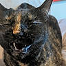 animal, animal_portrait, bed, cat, close_up, cute, domestic, ears, expression, face, feline, fur, indoor, mouth_open, pet, portrait, sleepy, teeth, tortoiseshell, whiskers