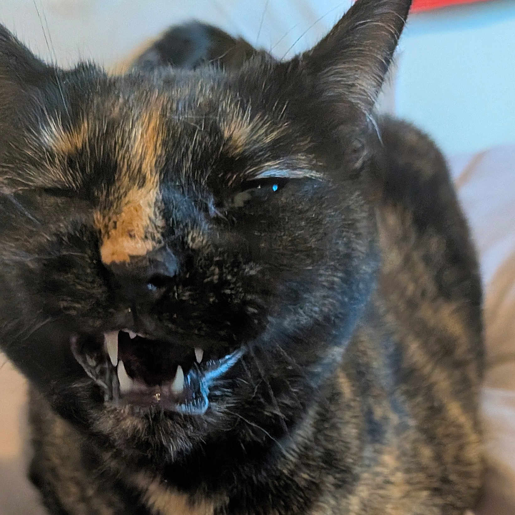 Gracie