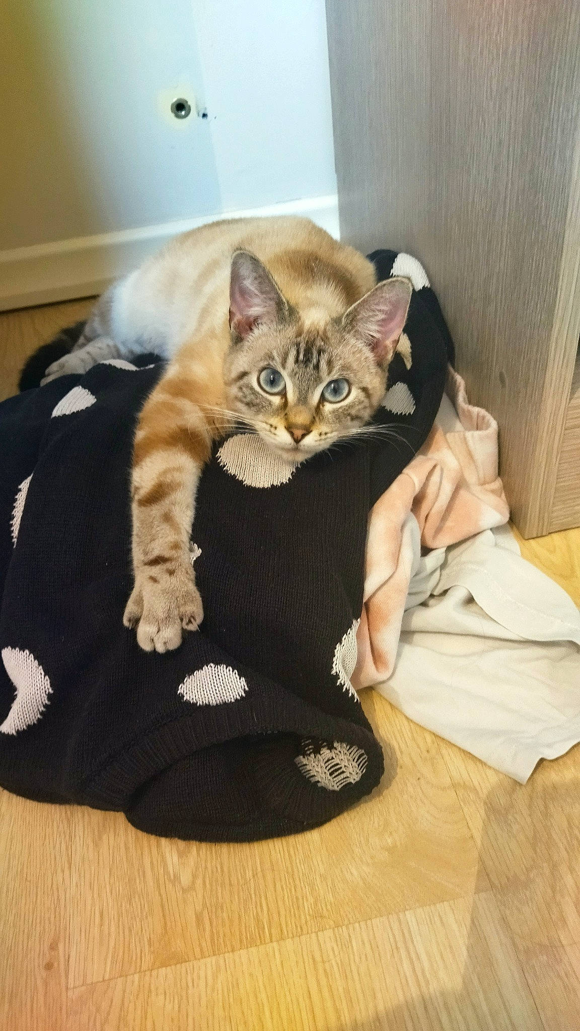 Tilt participe au concours pour gagner de l'argent avec cette photo : bed, carnivore, cat, cat_supply, claw, comfort, domestic_short_haired_cat, fawn, felidae, flooring, fur, hardwood, paw, sitting, small_to_medium_sized_cats, snout, tail, whiskers, wood, wood_flooring