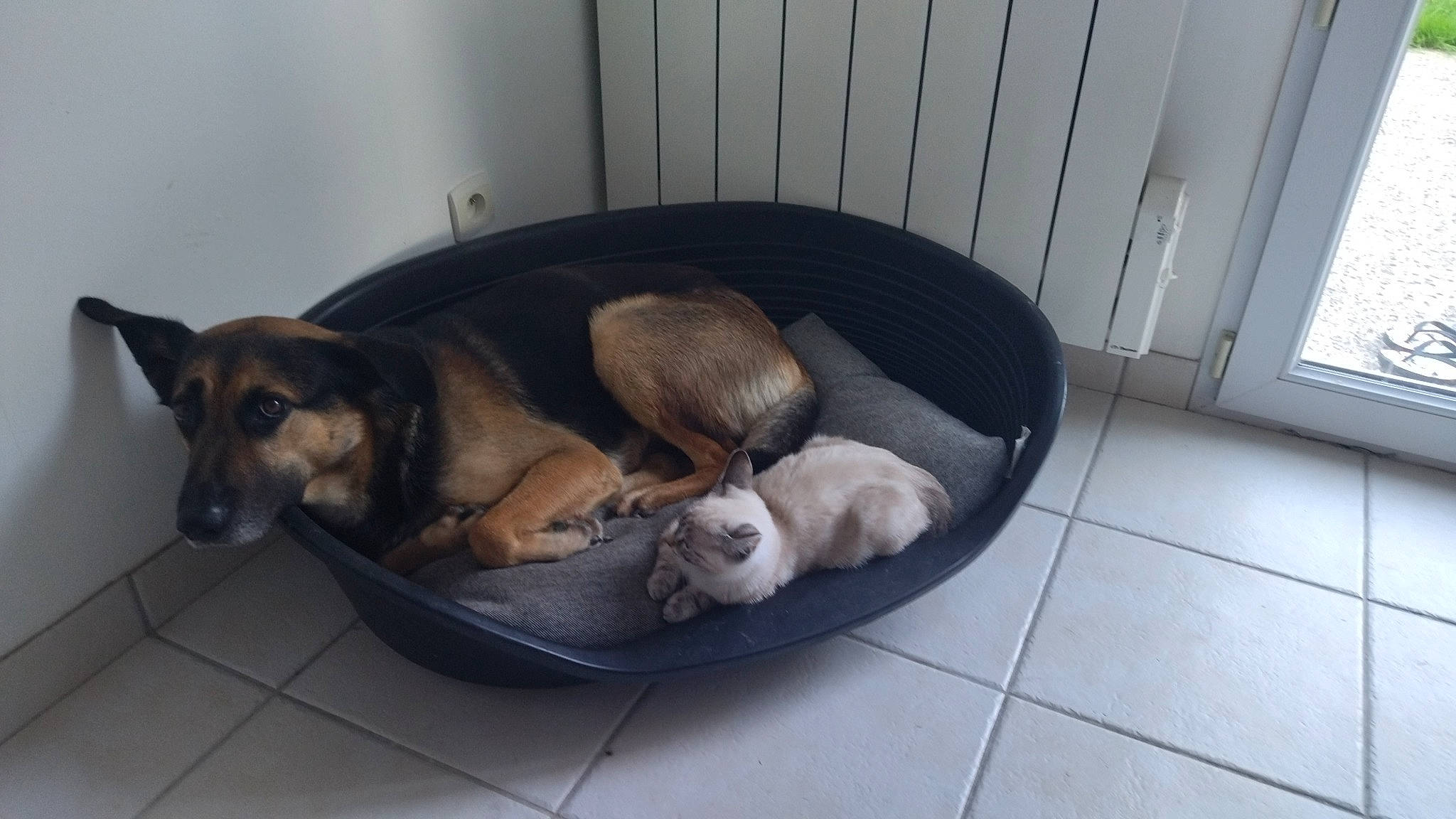 Oscar a rejoint le concours — aidez-le/la à gagner de superbes lots ! canidae, carnivore, club_chair, comfort, companion_dog, dog, dog_bed, dog_breed, dog_supply, fawn, flooring, fur, hardwood, nap, paw, pet_supply, sporting_group, tail, terrestrial_animal, working_animal