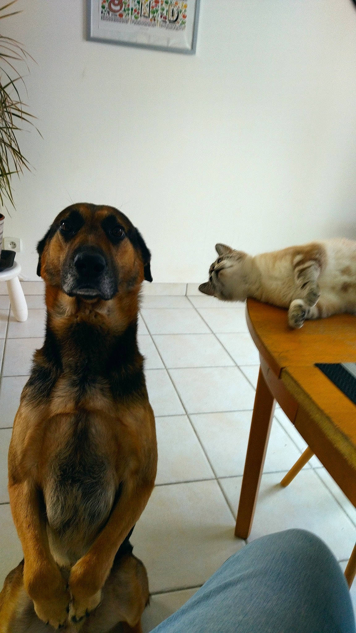 Oscar a rejoint le concours — aidez-le/la à gagner de superbes lots ! canidae, carnivore, cat, comfort, companion_dog, dog, dog_breed, fawn, felidae, flowerpot, fur, houseplant, mammal, paw, pet_supply, plant, snout, sporting_group, tail, vertebrate