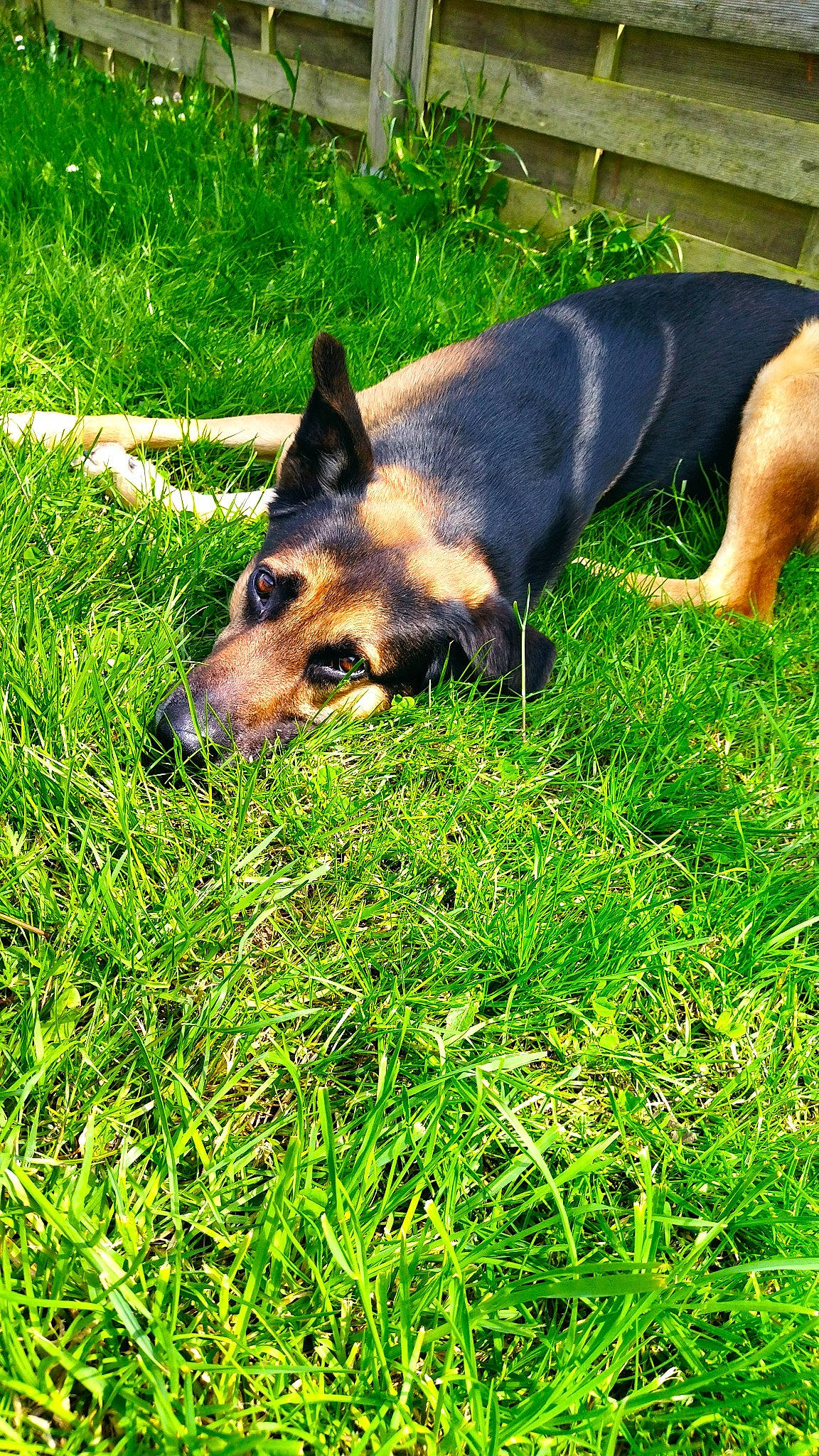 Oscar a rejoint le concours — aidez-le/la à gagner de superbes lots ! canidae, carnivore, companion_dog, dog, dog_breed, east_european_shepherd, fawn, grass, grassland, groundcover, herbaceous_plant, herding_dog, lawn, plant, sporting_group, tail, terrestrial_animal, working_dog