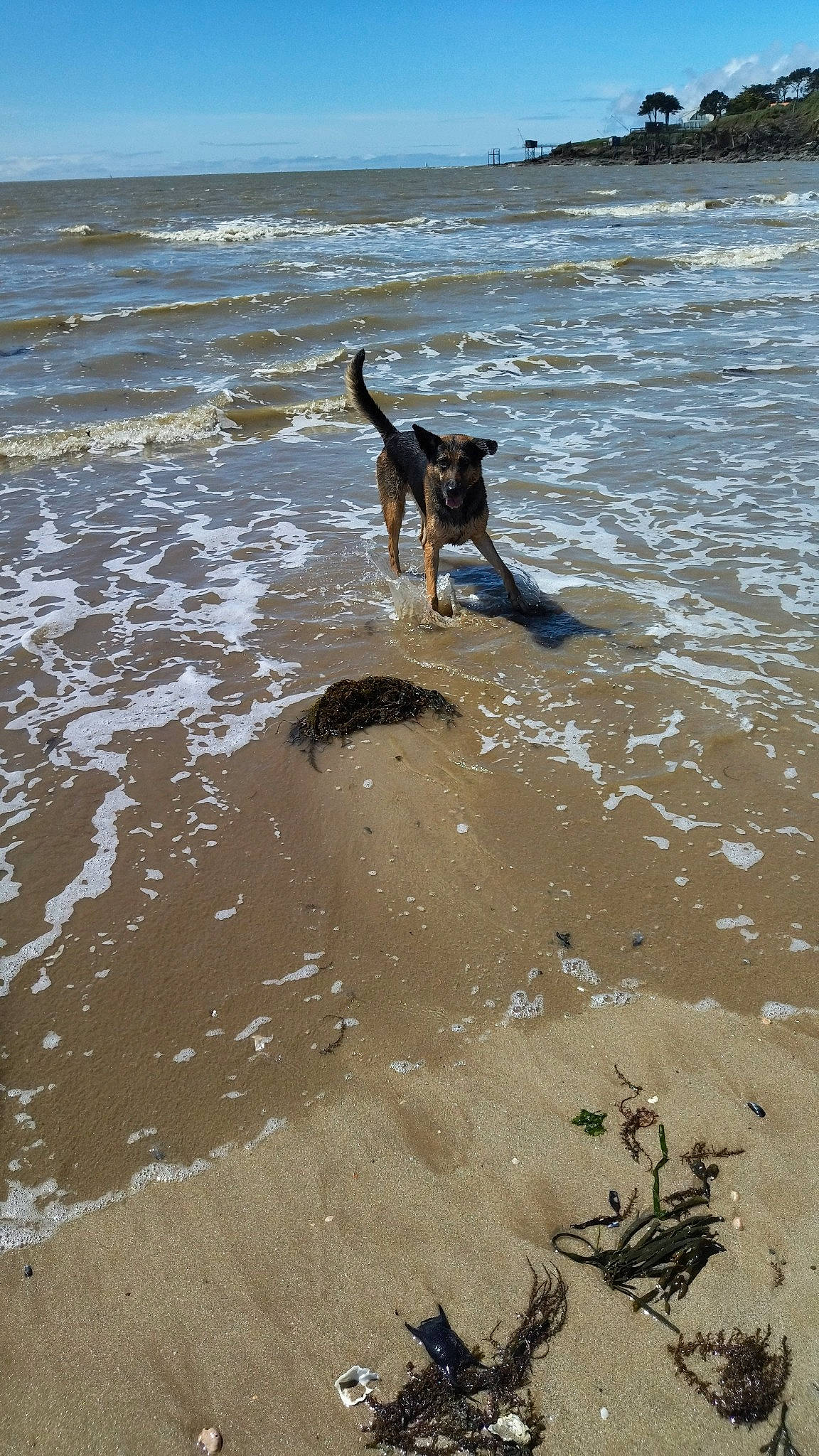 Oscar a rejoint le concours — aidez-le/la à gagner de superbes lots ! beach, body_of_water, carnivore, coastal_and_oceanic_landforms, dog, dog_breed, fawn, fluid, fun, lake, liquid, ocean, sand, shore, sky, sporting_group, water, wave, wind_wave, wood