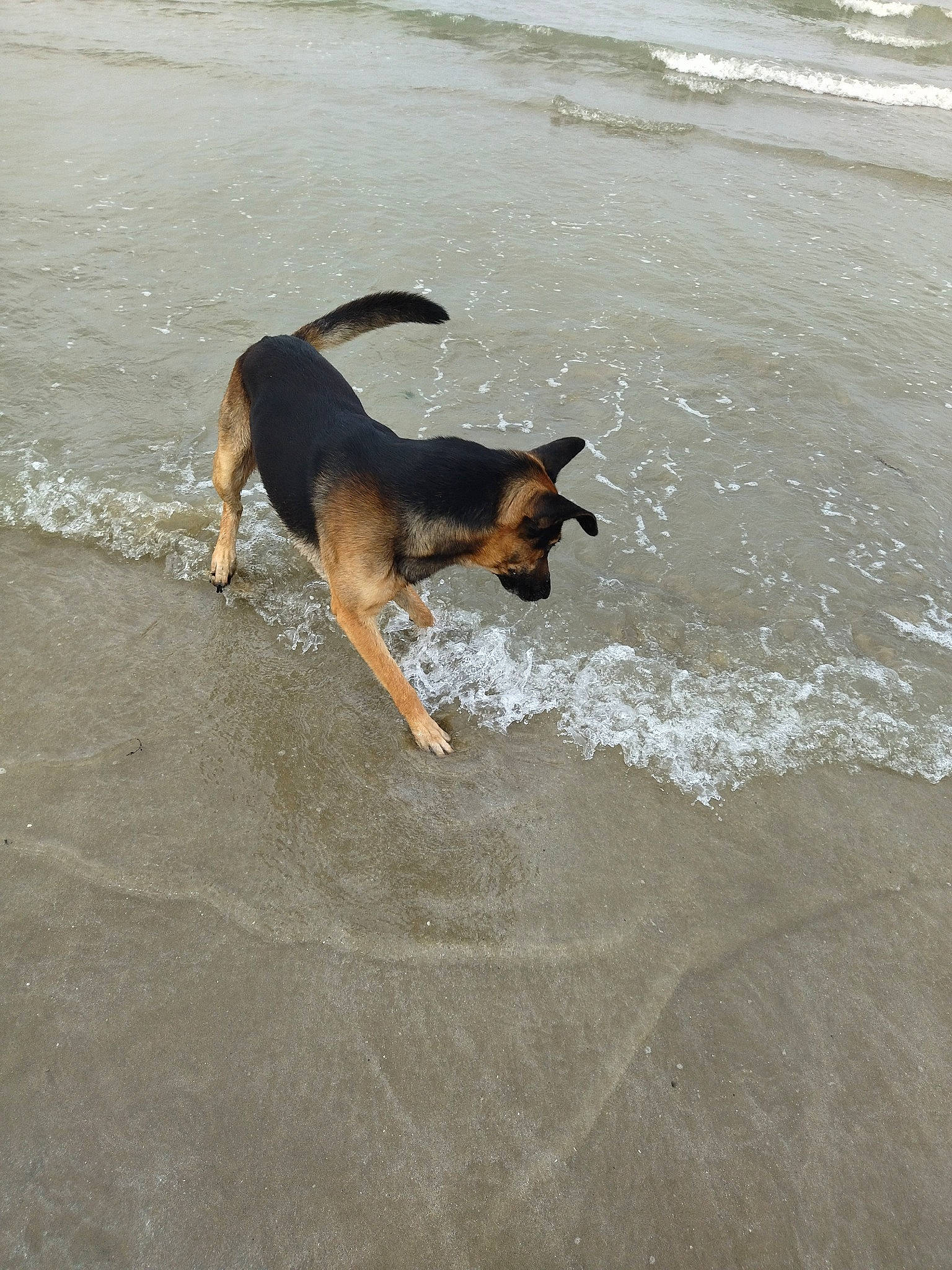 Oscar participe au concours pour gagner de l'argent avec cette photo : beach, body_of_water, canidae, carnivore, coast, dog, dog_breed, fawn, fluid, liquid, ocean, sand, shore, sporting_group, tail, tide, water, wave, wind_wave, working_dog