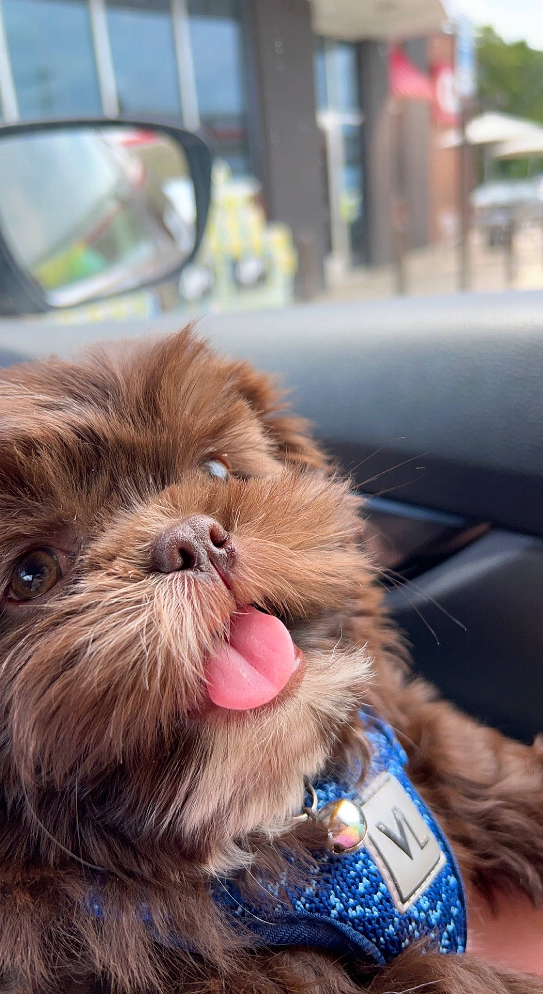 Chewie Bloomer is registered to the contest to win money with this photo: canidae, carnivore, companion_dog, dog, dog_breed, dog_collar, fawn, felidae, fur, leash, liver, shih_tzu, smile, sporting_group, terrestrial_animal, terrier, toy_dog, whiskers, working_animal, wrinkle