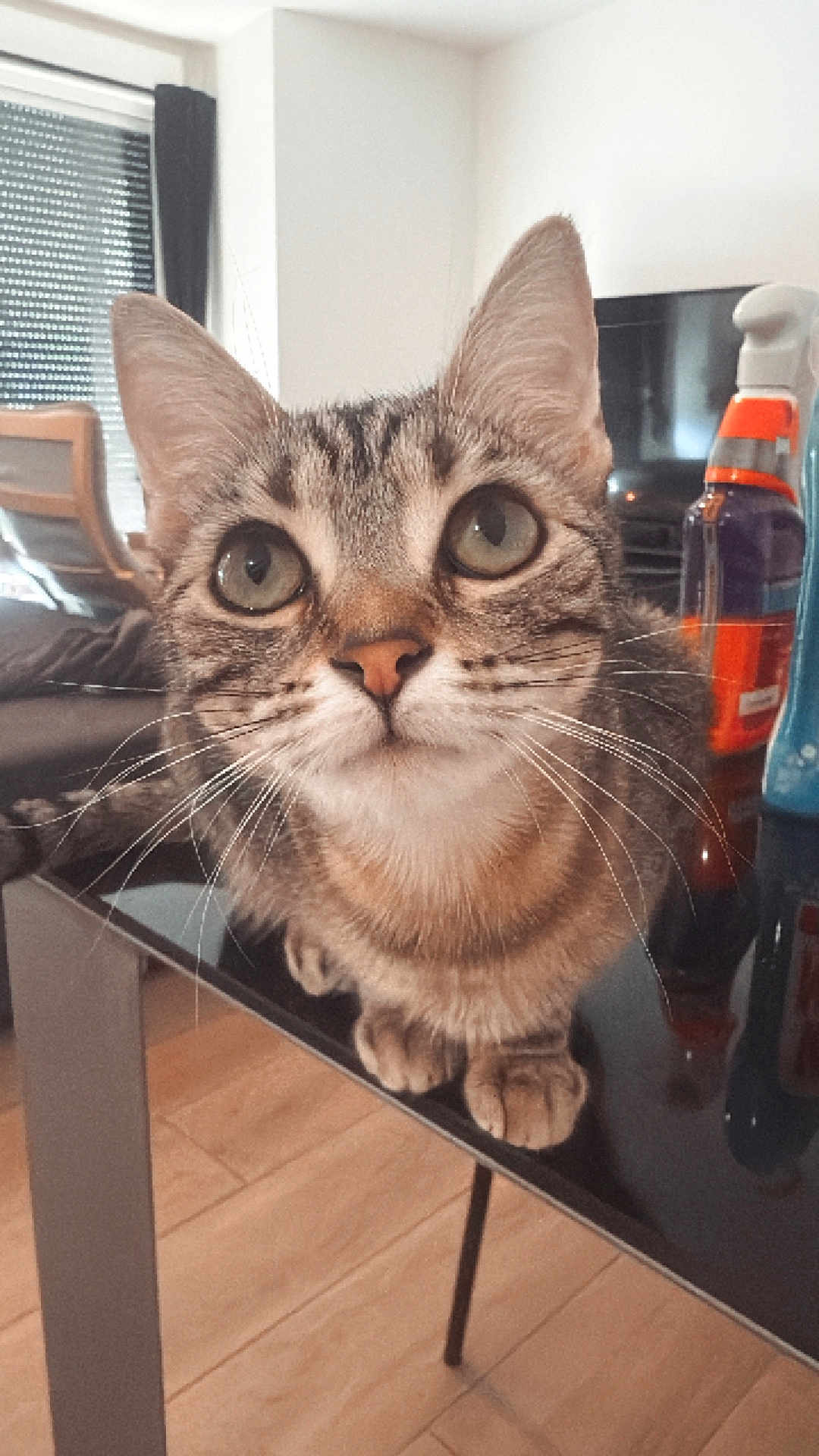 Nami participe au concours pour gagner de l'argent avec cette photo : animal, cat, chair, close_up, curious, cute, domestic_cat, ears, feline, green_eyes, household_items, indoor, living_room, pet, reflection, tabby_cat, table, whiskers, window, wooden_floor