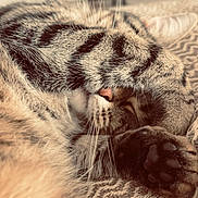 Nami participe au concours pour gagner de l'argent avec cette photo : animal, blanket, cat, closeup, comfort, cozy, cute, fur, indoor, nose, paw, pet, relaxing, resting, sleeping, soft, tabby_cat, texture, warm, whiskers