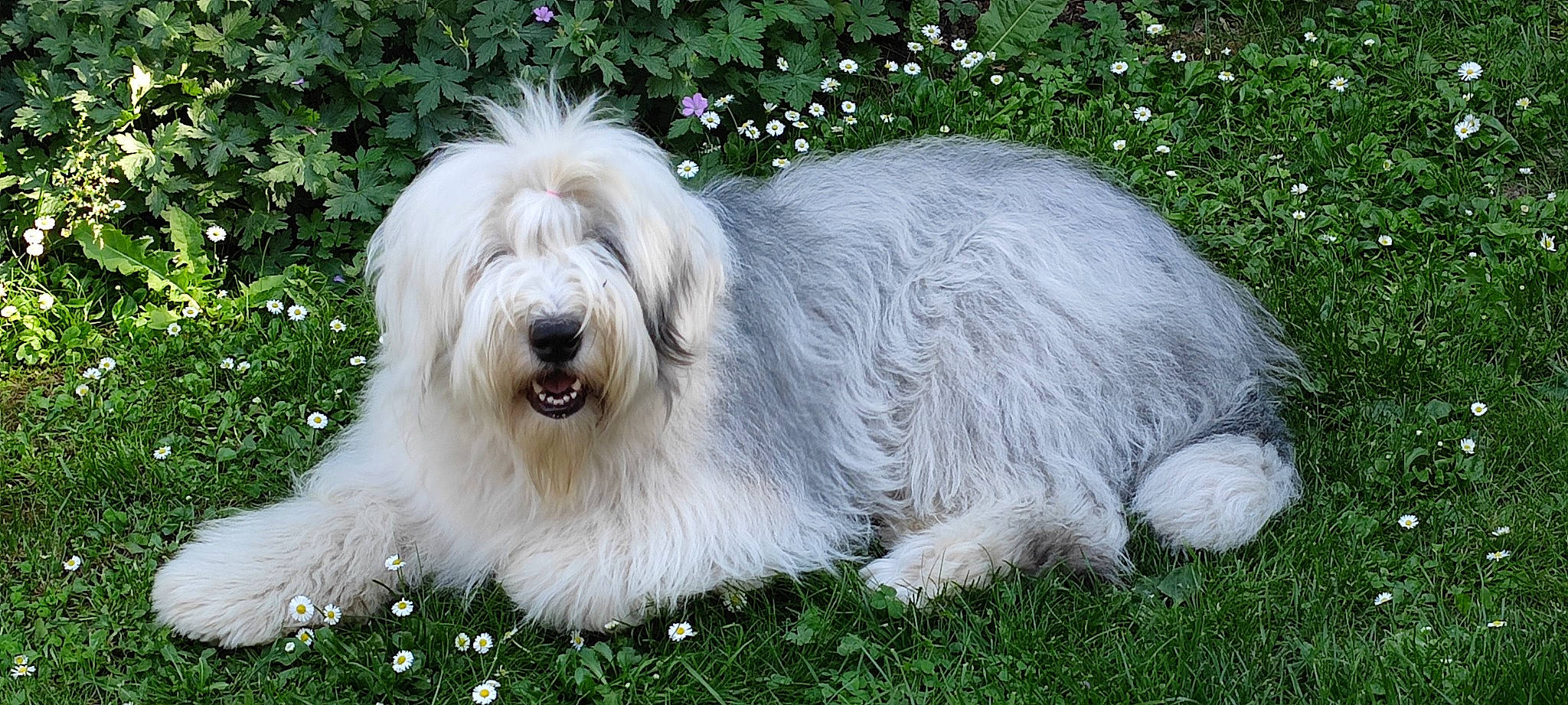 Prunelle a rejoint le concours — aidez-le/la à gagner de superbes lots ! canidae, carnivore, companion_dog, dog, dog_breed, fur, grass, grassland, non_sporting_group, plant, snout, sporting_group, terrestrial_animal, working_animal