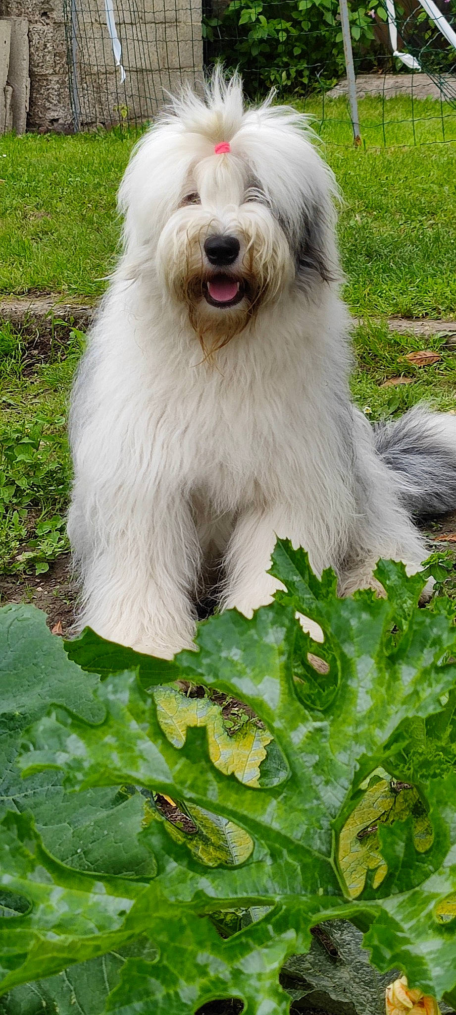 Prunelle participe au concours pour gagner de l'argent avec cette photo : canidae, carnivore, companion_dog, dog, dog_breed, grass, green, groundcover, herb, leaf_vegetable, liver, non_sporting_group, romanian_mioritic_shepherd_dog, snout, sporting_group, working_animal, working_dog