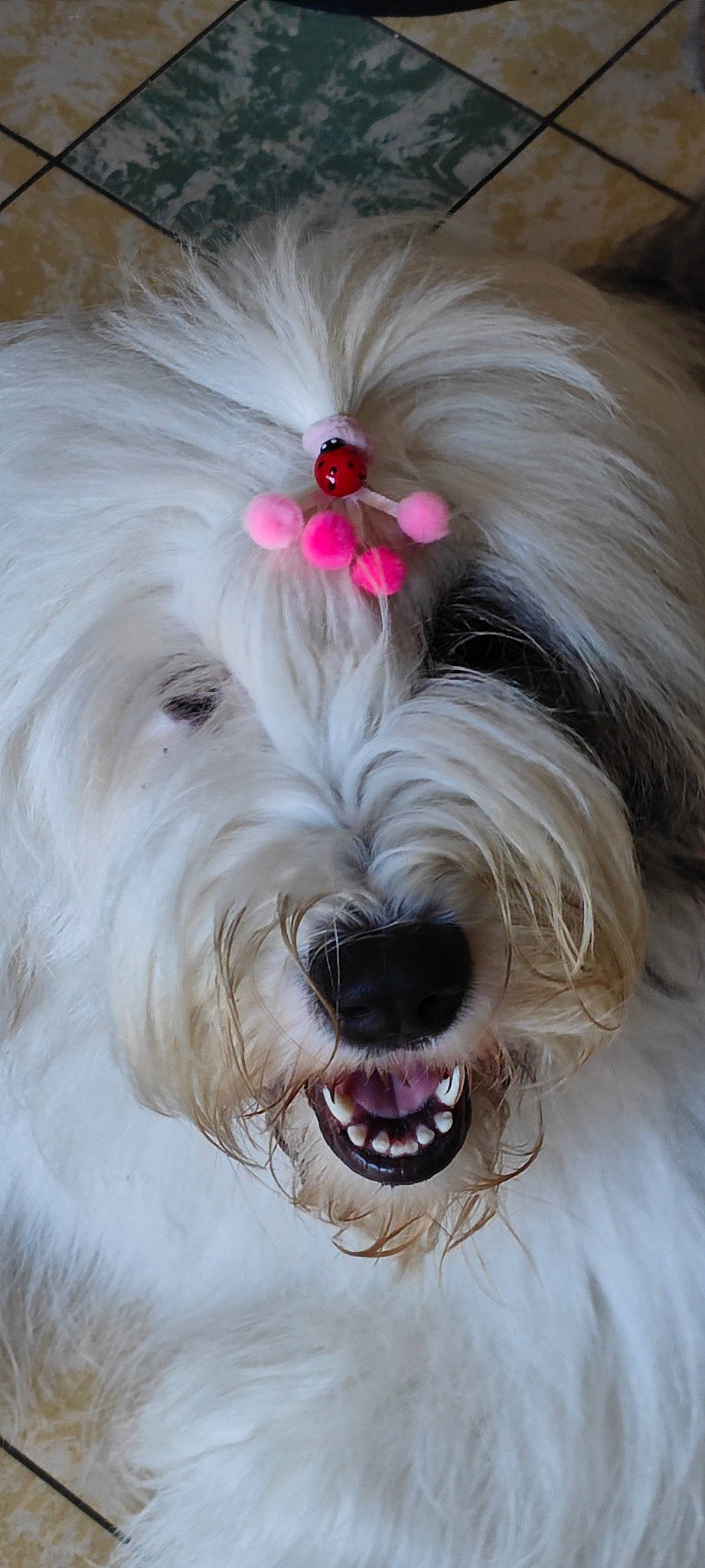 Prunelle a rejoint le concours — aidez-le/la à gagner de superbes lots ! canidae, carnivore, collar, companion_dog, dog, dog_breed, dog_collar, dog_supply, fang, fashion_accessory, fur, liver, pet_supply, plant, small_terrier, snout, sporting_group, terrier, toy_dog, working_animal