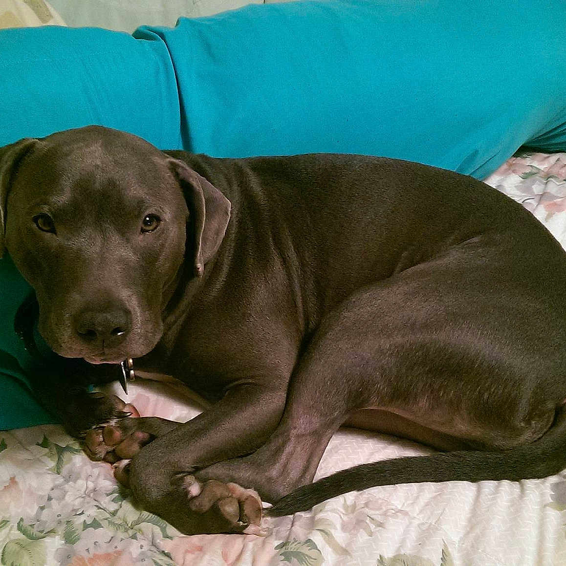 Deacon
