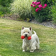Luna a rejoint le concours — aidez-le/la à gagner de superbes lots ! dog, white_dog, toy, grass, garden, flowers, pink_flowers, greenery, outdoor, pet, cute, playful, small_dog, fur, animal, nature, summer, yard, lawn, happy