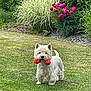 dog, white_dog, toy, grass, garden, flowers, pink_flowers, greenery, outdoor, pet, cute, playful, small_dog, fur, animal, nature, summer, yard, lawn, happy
