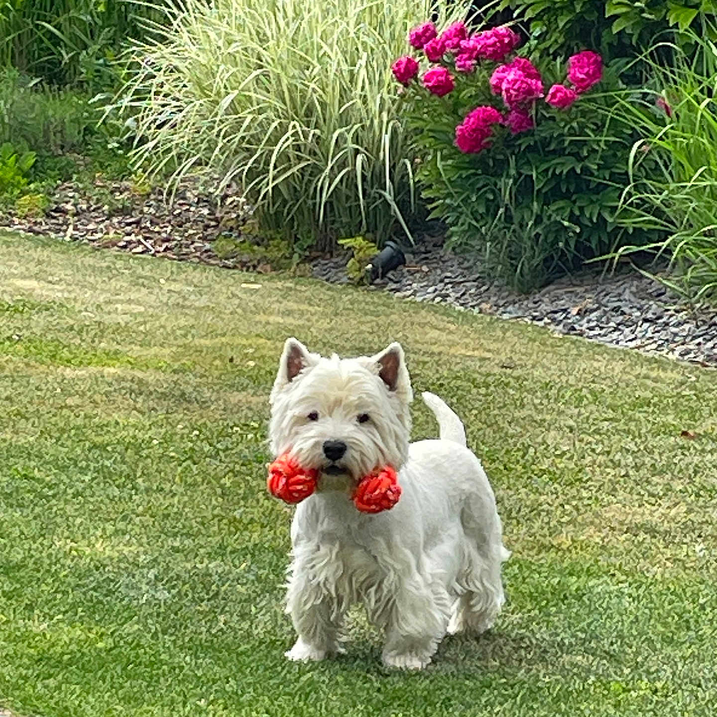 Luna a rejoint le concours — aidez-le/la à gagner de superbes lots ! animal, cute, dog, flowers, fur, garden, grass, greenery, happy, lawn, nature, outdoor, pet, pink_flowers, playful, small_dog, summer, toy, white_dog, yard