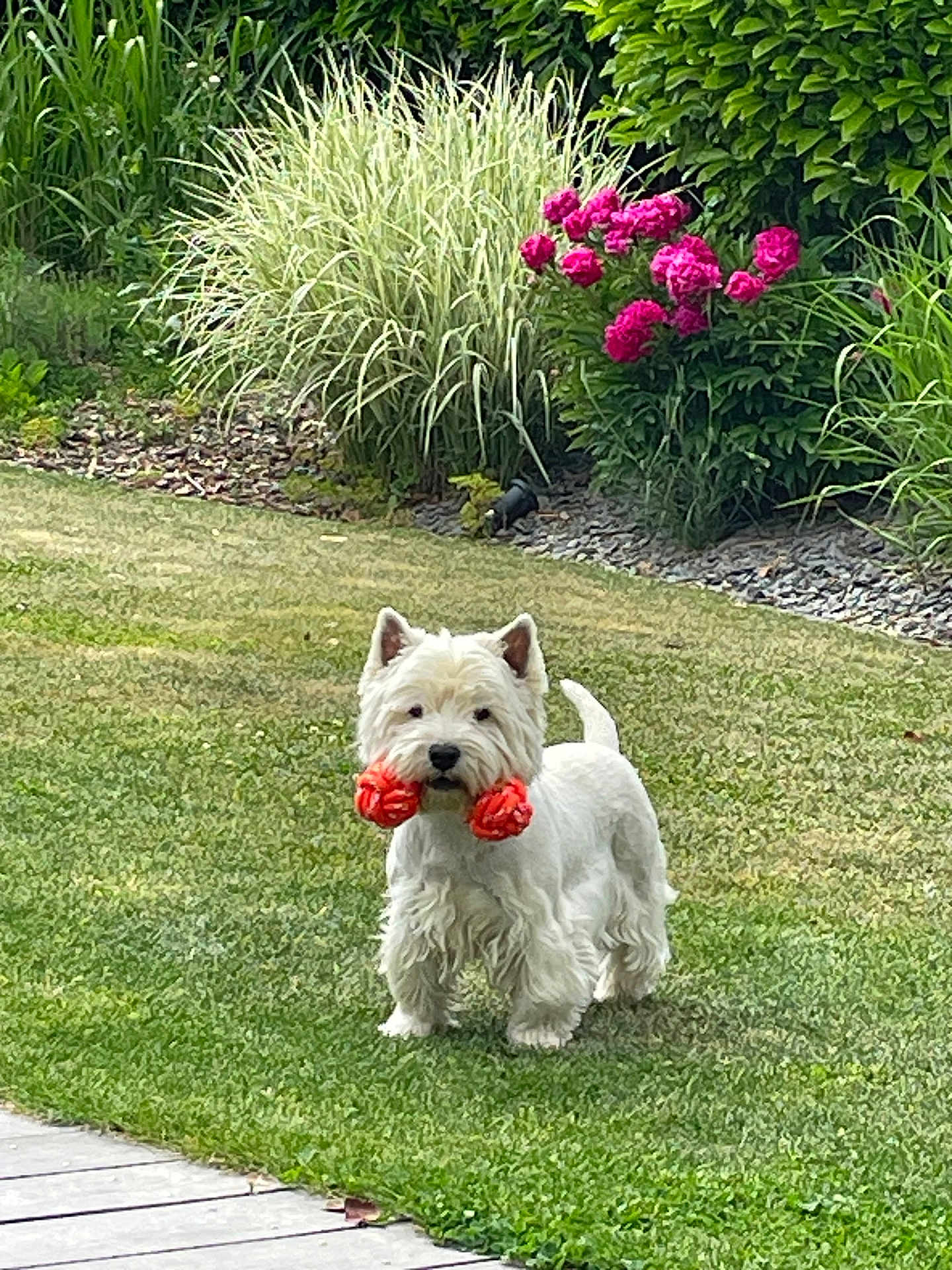 Luna a rejoint le concours — aidez-le/la à gagner de superbes lots ! dog, white_dog, toy, grass, garden, flowers, pink_flowers, greenery, outdoor, pet, cute, playful, small_dog, fur, animal, nature, summer, yard, lawn, happy