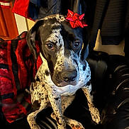 Raven joined the competition — help win amazing prizes! dog, pet, black_and_white, spotted, bow, leather_couch, indoor, jacket, blanket, sitting, close_up, portrait, canine, fur, cute, animal, household, cozy, decor, waiting