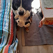 Boyka participe au concours pour gagner de l'argent avec cette photo : animal, black, blanket, brown, cozy, cute, dog, floor, foot, indoor, pet, plush_toy, shadow, striped_blanket, sunlight, table, tablecloth, toy, white, wooden_floor