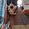 animal, black, blanket, brown, cozy, cute, dog, floor, foot, indoor, pet, plush_toy, shadow, striped_blanket, sunlight, table, tablecloth, toy, white, wooden_floor
